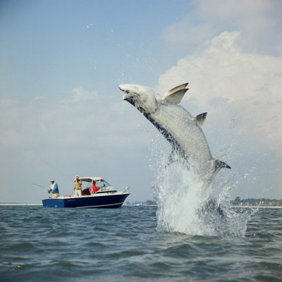 fishing in florida outboard motor oil fishing in florida 400x400 fishing in florida outboard motor oil fishing in florida 400x400