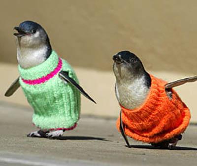 penguins-sweaters