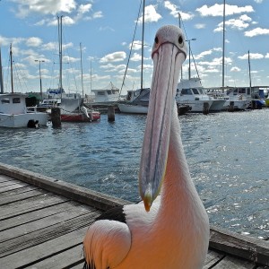 percy-the-pelican-kirsten-giving