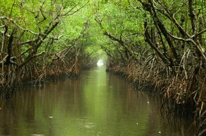 Everglades and Turner River