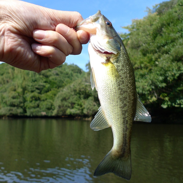 fishing