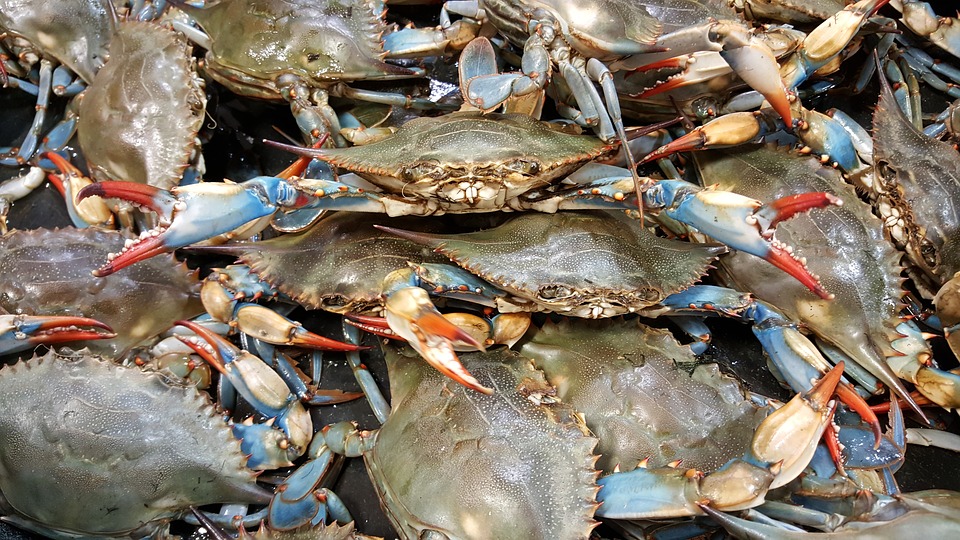 crabs